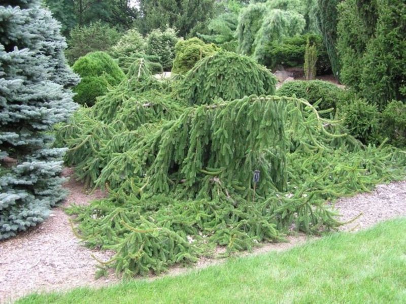 Ель обыкновенная Инверса. (Picea abies Inversa) С5 CS2099 фото