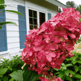 Гортензія волотиста &lsquo;Magical Vesuvio&rsquo; (Hydrangea paniculata Magical Vesuvio) 5-річна, горщик С10 R2745 фото