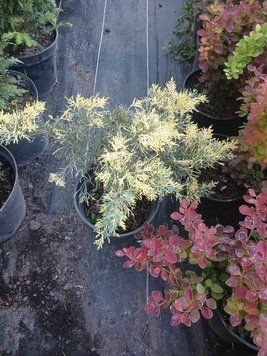 Можжевельник горизонтальный Андорра Вариегата, Juniperus Andorra Variegata С3 R34349 фото