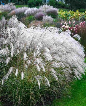 Мискантус китайский &laquo;Сильвер Чарм&raquo; &ndash; Miscanthus sinensis &lsquo;Silver Charm&rsquo; PBR (высота 40&ndash;60 см, горшок 3 л) V10417 фото