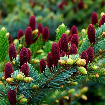Ель корейськая Накаи. (Picea koraiensis nakai) С2 CS2150 фото