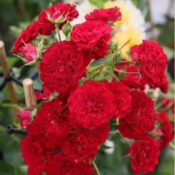 Роза Крымсон Силуэтта. (Crimson Siluetta) Плетистая CS0673 фото