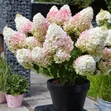 Гортензия метельчатая Строберри Блоссом. (Hydrangea paniculata Strawberry Blossom) С3 CS2703 фото