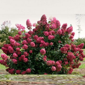 Гортензия метельчатая Вимс Ред. (Hydrangea paniculata Wim's Red) С3, 3-летка CS2753 фото