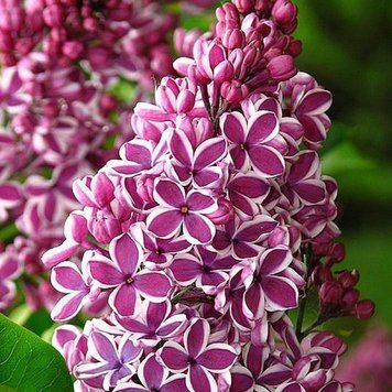 Сирень обыкновенная Сенсация. (Syringa vulgaris Sensation) высота - 1-1,2м С4 CS2953 фото