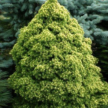 Ель канадская Рейнбоуз Энд/Конец Радуги (сизая). (Picea glauca Rainbow's Еnd) С3 CS2050 фото