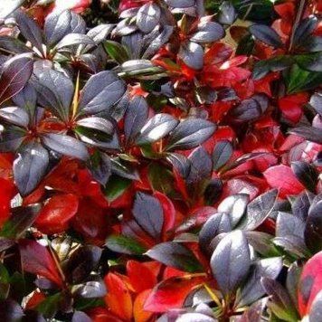 Барбарис средний Ред Джевел. (Berberis media Red Jewel) С5 CS2503 фото