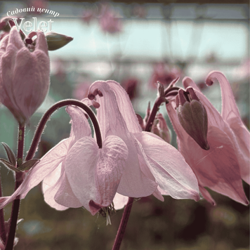 Aquilegia vulgaris, Ex. Pink &mdash; аквілегія звичайна Ex. Pink Р9 V10081 фото