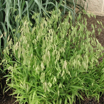 Хасмантиум широколисный (Chasmanthium latifolium) С3 С00055 фото