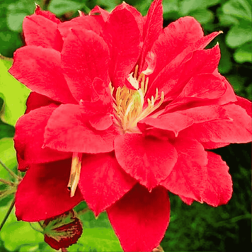 Клематис Ред Стар. (Clematis Red Star) ІІ группа