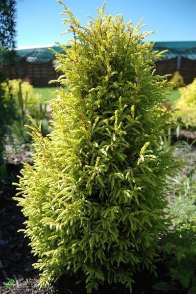 Можжевельник обыкновенный Голд Кон. (Juniperus communis Gold Cone) С3 CS2250 фото