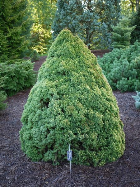 Ель канадская Рейнбоуз Энд/Конец Радуги (сизая). (Picea glauca Rainbow's Еnd) С3 CS2050 фото