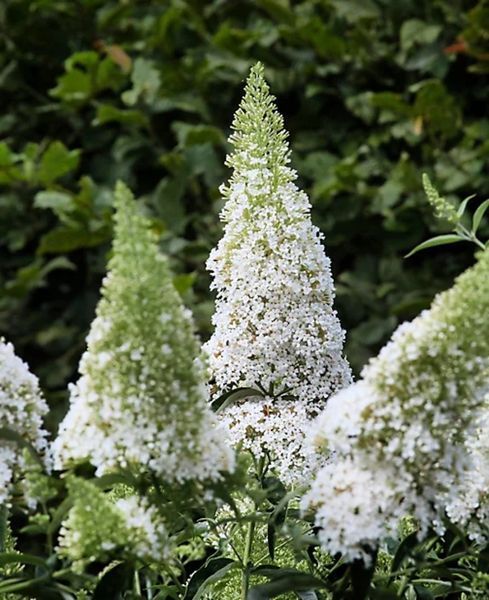 Буддлея батерфляй кенді Літл Вайт. (Buddleja Butterfly Candy Little White) С2 CS2553 фото