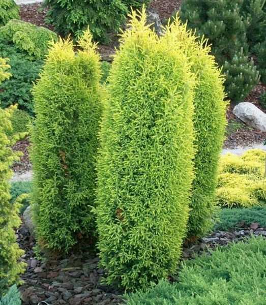 Можжевельник обыкновенный Голд Кон. (Juniperus communis Gold Cone) С3 CS2250 фото