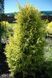 Можжевельник обыкновенный Голд Кон. (Juniperus communis Gold Cone) С3 CS2250 фото 2