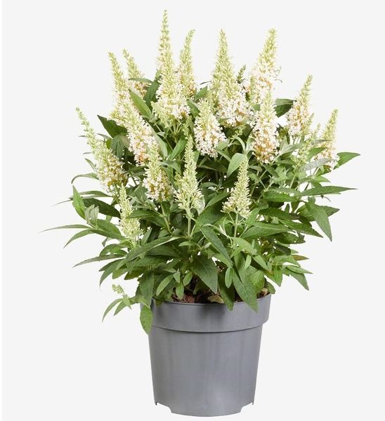 Буддлея батерфляй кенді Літл Вайт. (Buddleja Butterfly Candy Little White) С2 CS2553 фото