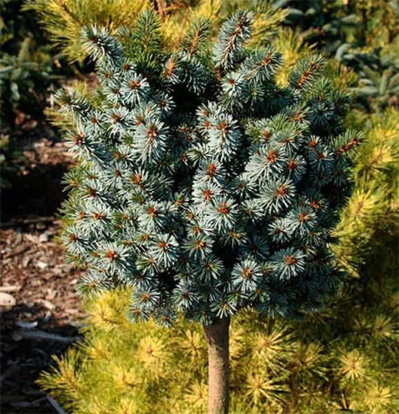 Ель ситхинская Сильберцверг. (Picea sitchensis Silberzwerg) С20, ШТАМБ CS2100 фото