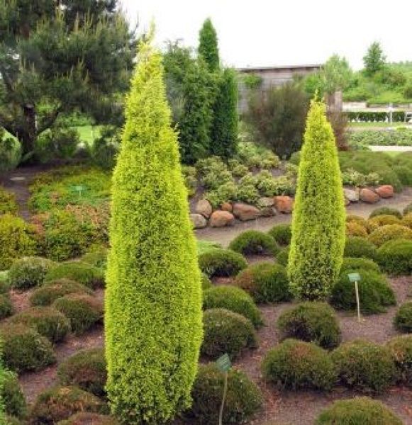 Можжевельник обыкновенный Голд Кон. (Juniperus communis Gold Cone) С3 CS2250 фото