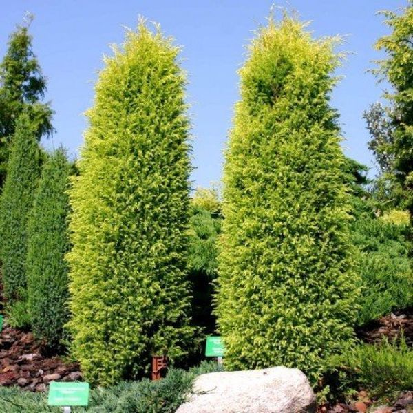 Можжевельник обыкновенный Голд Кон. (Juniperus communis Gold Cone) С3 CS2250 фото
