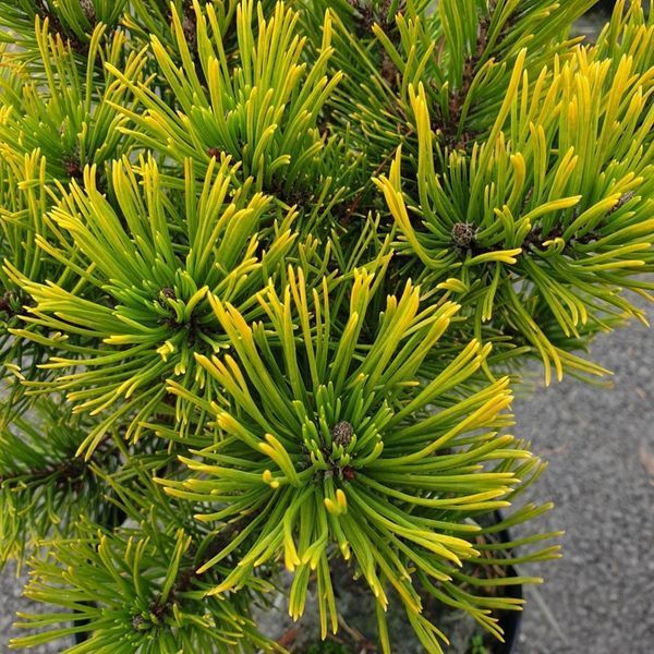 Сосна горная Карстенс Винтерголд. (Pinus mugo Carstens Wintergold) С10 CS2300 фото
