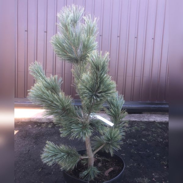 Сосна гибкая Вандервульф Пирамид. (Pinus flexilis Vanderwolf`s Pyramid) С35 CS2350 фото