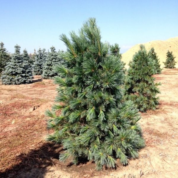 Сосна гибкая Вандервульф Пирамид. (Pinus flexilis Vanderwolf`s Pyramid) С35 CS2350 фото