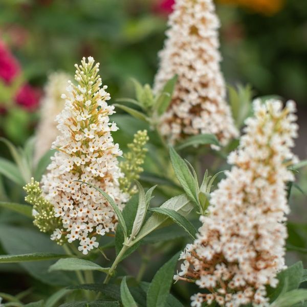Буддлея батерфляй кенді Літл Вайт. (Buddleja Butterfly Candy Little White) С2 CS2553 фото