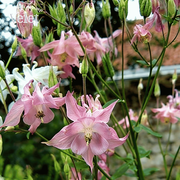Aquilegia vulgaris, Ex. Pink &ndash; аквилегия обычная Ex. Pink Р9 V10081 фото
