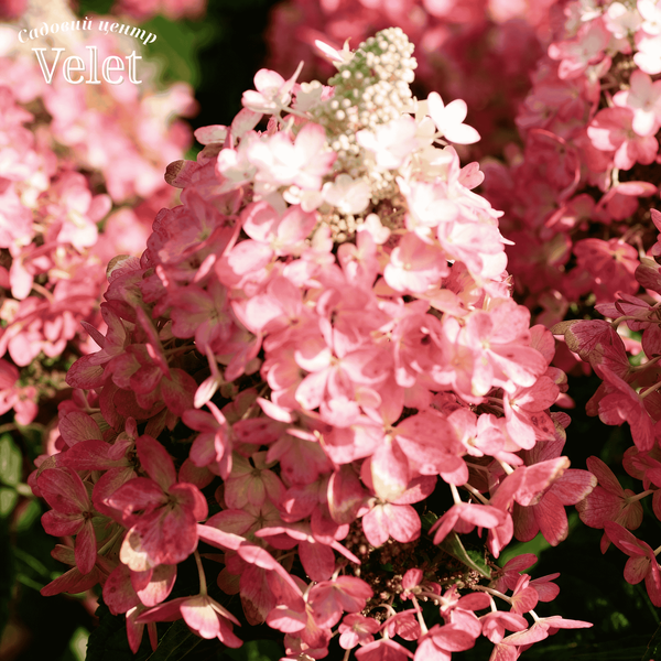 Гортензія волотиста &lsquo;Magical Vesuvio&rsquo; (Hydrangea paniculata Magical Vesuvio) 5-річна, горщик С10 R2745 фото