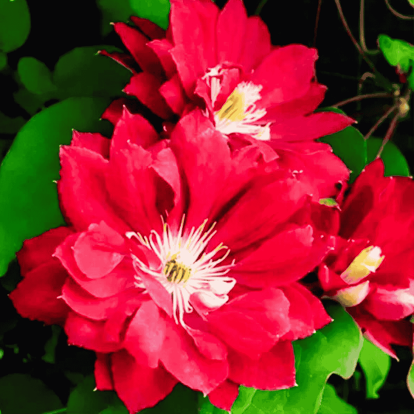 Клематис Ред Стар. (Clematis Red Star) ІІ група