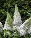 Буддлея батерфляй кенді Літл Вайт. (Buddleja Butterfly Candy Little White) С2 CS2553 фото 2
