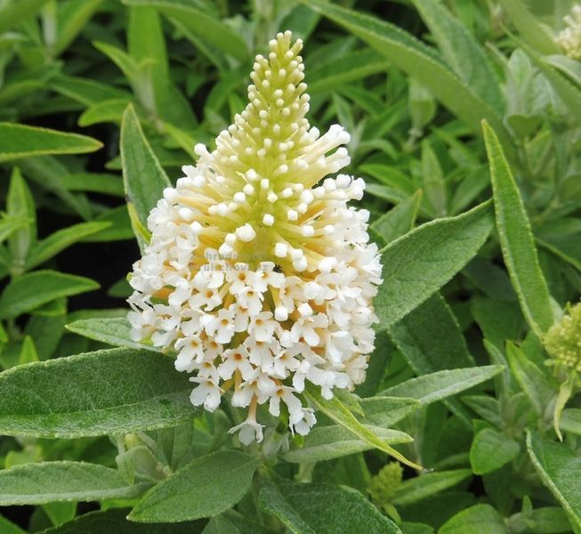 Буддлея батерфляй кенді Літл Вайт. (Buddleja Butterfly Candy Little White) С2 CS2553 фото