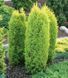 Можжевельник обыкновенный Голд Кон. (Juniperus communis Gold Cone) С3 CS2250 фото 5