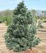 Сосна гибкая Вандервульф Пирамид. (Pinus flexilis Vanderwolf`s Pyramid) С35 CS2350 фото 1