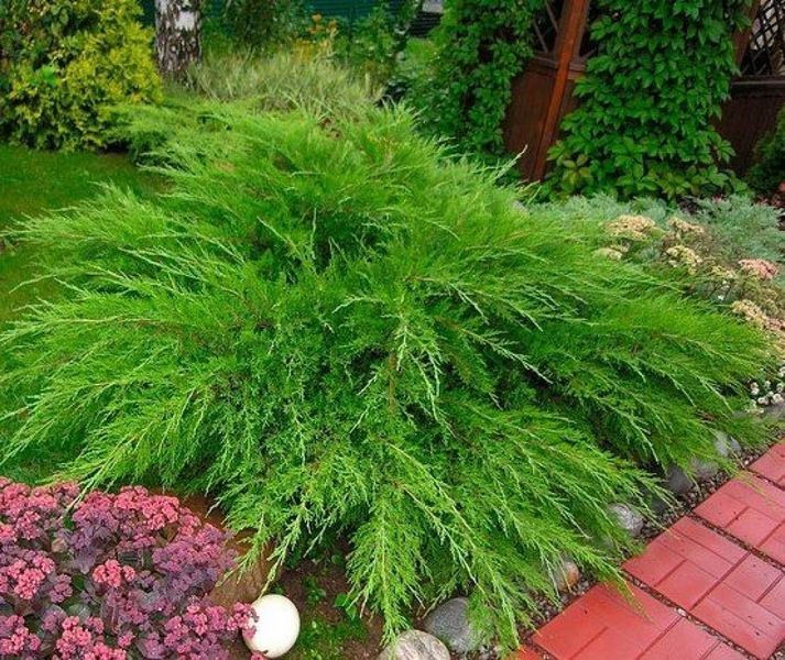 Можжевельник средний Минт Джулеп. (Juniperus pfitzeriana Mint Julep) Р9 CS2200 фото