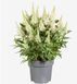 Буддлея батерфляй кенді Літл Вайт. (Buddleja Butterfly Candy Little White) С2 CS2553 фото 5