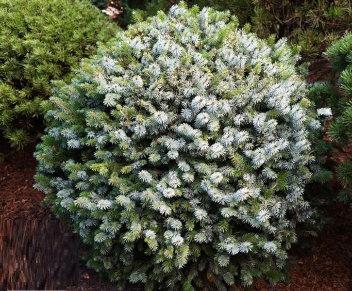 Ель ситхинская Сильберцверг. (Picea sitchensis Silberzwerg) С20, ШТАМБ CS2100 фото
