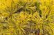 Сосна горная Карстенс Винтерголд. (Pinus mugo Carstens Wintergold) С10 CS2300 фото 2