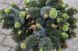 Ель ситхинская Сильберцверг. (Picea sitchensis Silberzwerg) С20, ШТАМБ CS2100 фото 5
