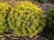 Сосна горная Карстенс Винтерголд. (Pinus mugo Carstens Wintergold) С10 CS2300 фото 1