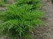 Можжевельник средний Минт Джулеп. (Juniperus pfitzeriana Mint Julep) Р9 CS2200 фото 3