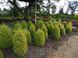 Можжевельник обыкновенный Голд Кон. (Juniperus communis Gold Cone) С3 CS2250 фото 3