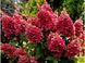 Гортензія волотиста &lsquo;Magical Vesuvio&rsquo; (Hydrangea paniculata Magical Vesuvio) 5-річна, горщик С10 R2745 фото 2