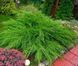 Можжевельник средний Минт Джулеп. (Juniperus pfitzeriana Mint Julep) Р9 CS2200 фото 2