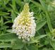 Буддлея батерфляй кенді Літл Вайт. (Buddleja Butterfly Candy Little White) С2 CS2553 фото 4