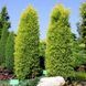 Можжевельник обыкновенный Голд Кон. (Juniperus communis Gold Cone) С3 CS2250 фото 4