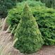 Ель канадская Рейнбоуз Энд/Конец Радуги (сизая). (Picea glauca Rainbow's Еnd) С3 CS2050 фото 2
