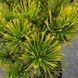 Сосна горная Карстенс Винтерголд. (Pinus mugo Carstens Wintergold) С10 CS2300 фото 3