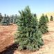 Сосна гибкая Вандервульф Пирамид. (Pinus flexilis Vanderwolf`s Pyramid) С35 CS2350 фото 2
