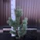 Сосна гибкая Вандервульф Пирамид. (Pinus flexilis Vanderwolf`s Pyramid) С35 CS2350 фото 4